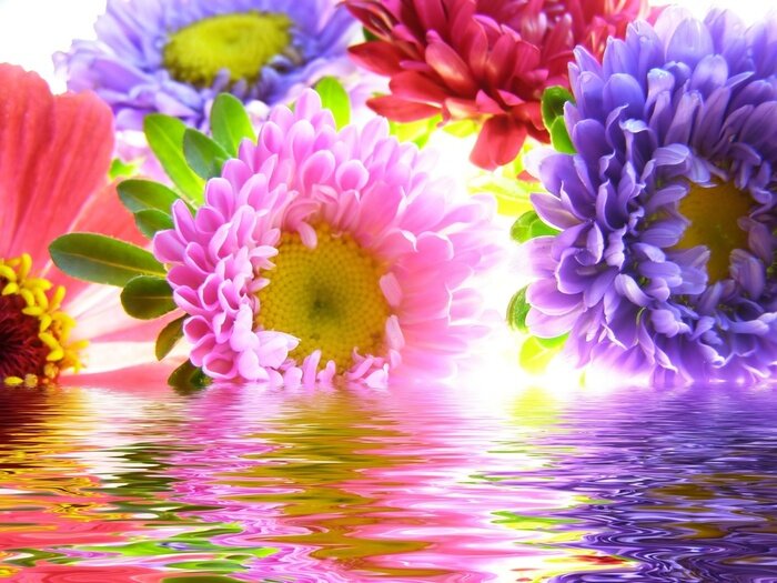 Bild Bunte Blumen im Wasser