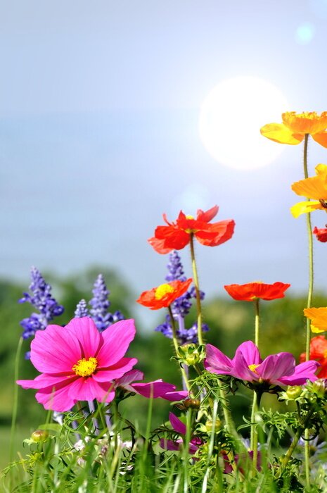 Bild Bunte Blumen in der Sonne