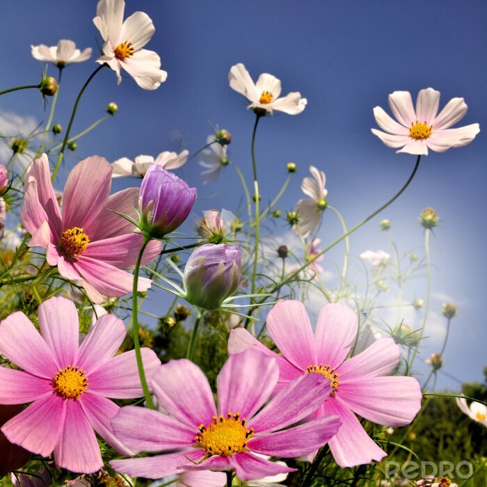 Bild Bunte Blumen vor Himmelhintergrund