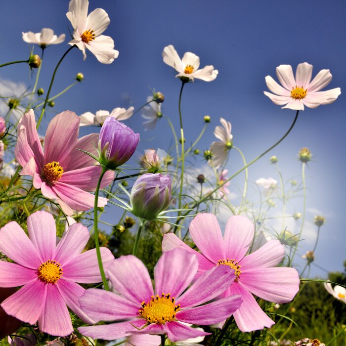 Bild Bunte Blumen vor Himmelhintergrund