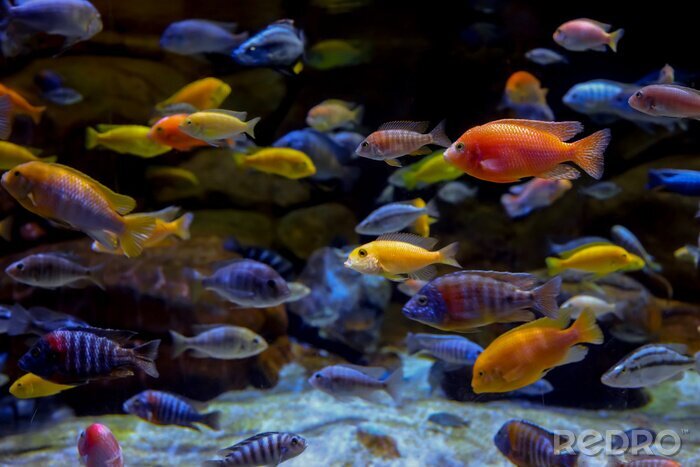 Bild Bunte Fische im Aquarium