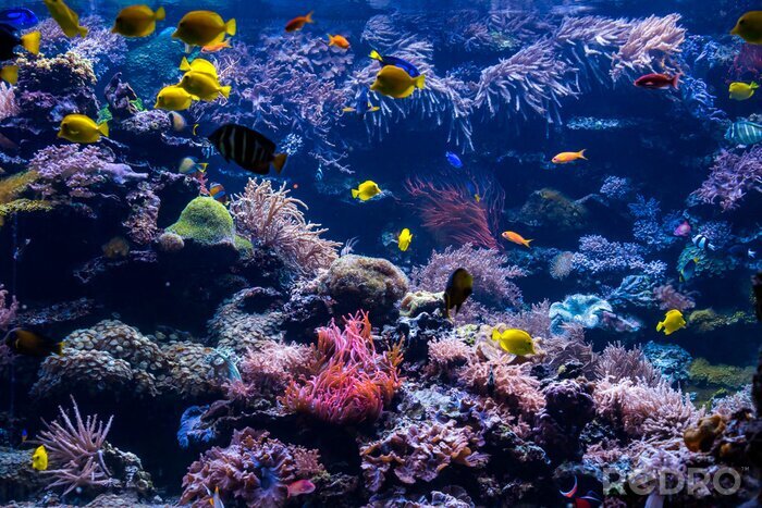 Bild Bunte Fische inmitten des Korallenriffs