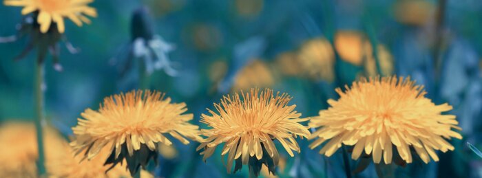Bild Bunte Gänsedistel auf einer schönen Wiese