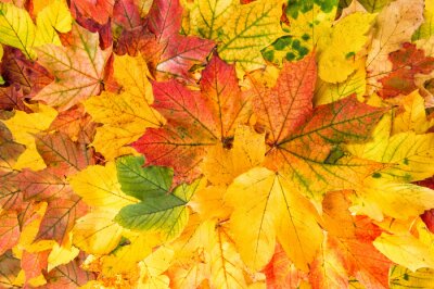 Bild Bunte Herbstblätter