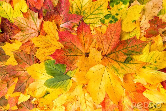 Bild Bunte Herbstblätter