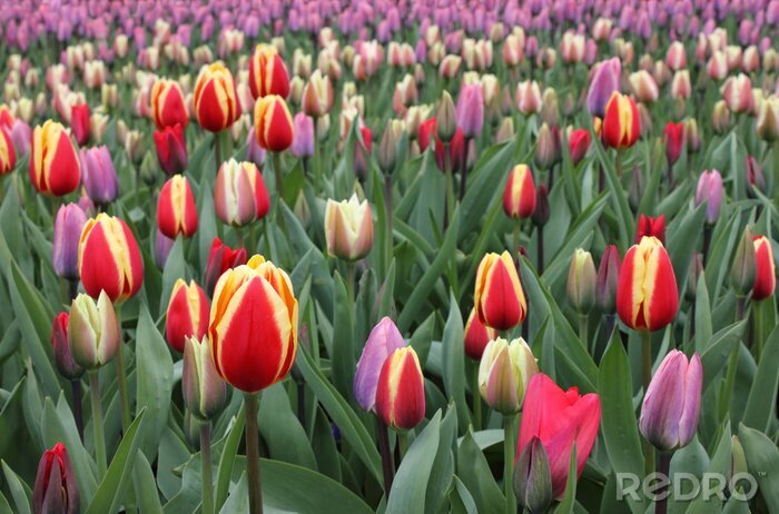 Bild Bunte holländische Blumen