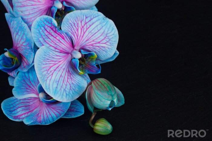 Bild Bunte Orchideenblüten