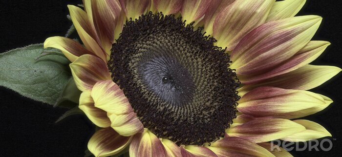 Bild Bunte Sonnenblume auf schwarzem Hintergrund