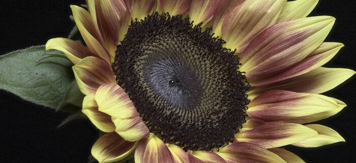 Bild Bunte Sonnenblume auf schwarzem Hintergrund