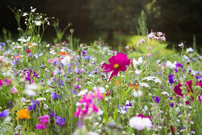 Bild Bunte Wiese im Frühling