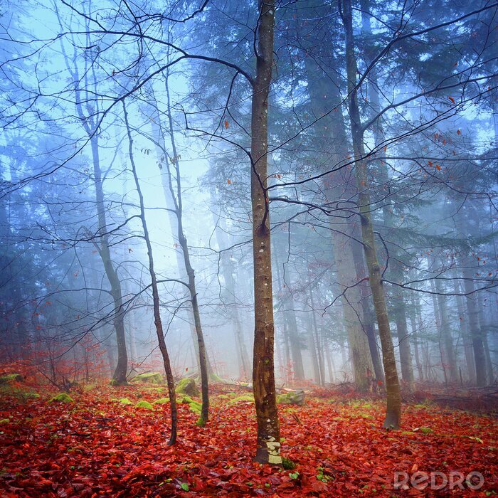 Bild Bunter Fantasy-Wald