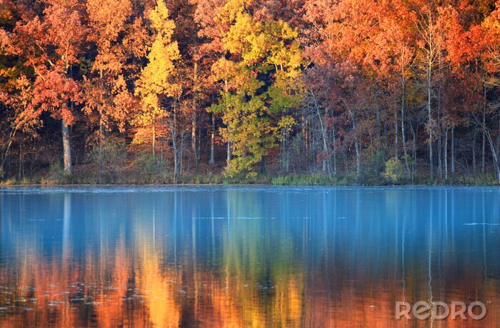 Bild Bunter Herbst im Wald