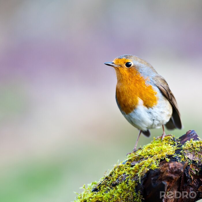 Bild Bunter Vogel auf Stein