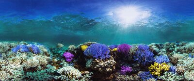 Buntes Korallenriff am Boden