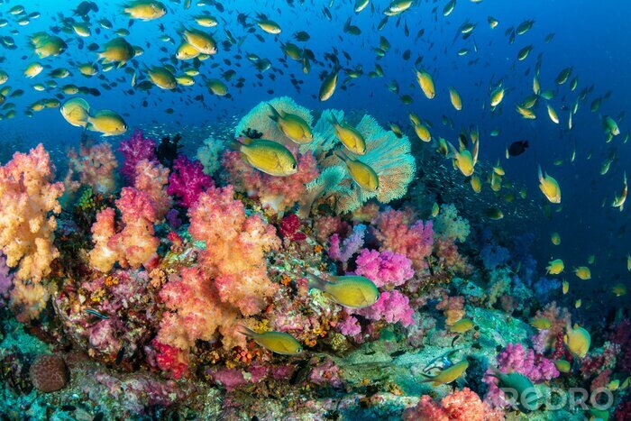 Bild Buntes Korallenriff und Fische