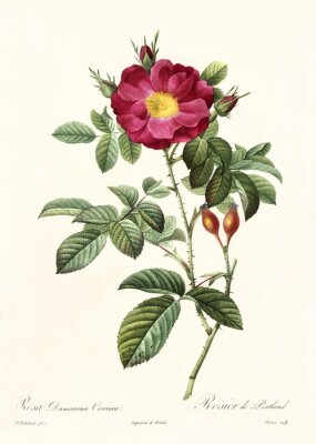Caramint Rosen mit gelber Mitte