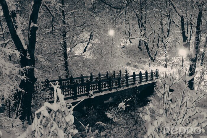 Bild Central Park im Winter