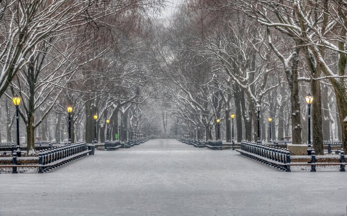 Bild Central Park im Winter