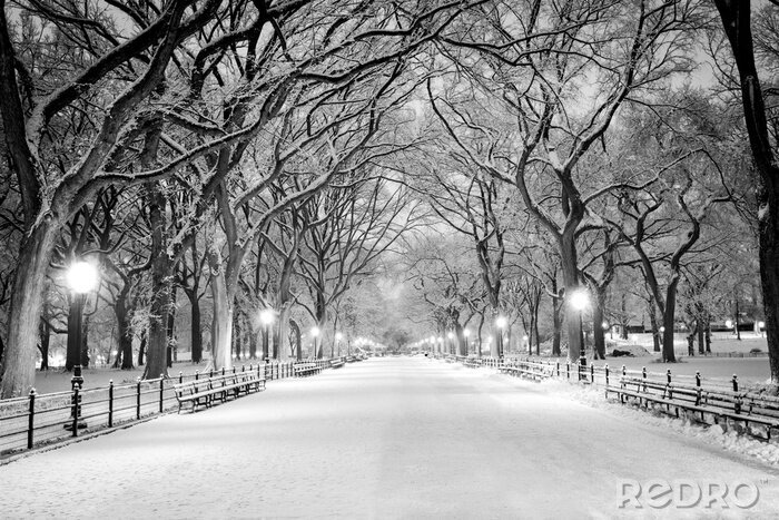 Bild Central Park Morgen