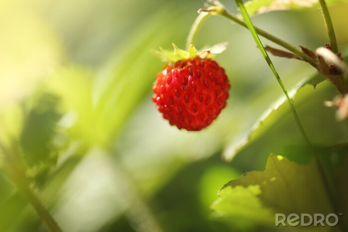 Bild Charakter der Erdbeerblüte