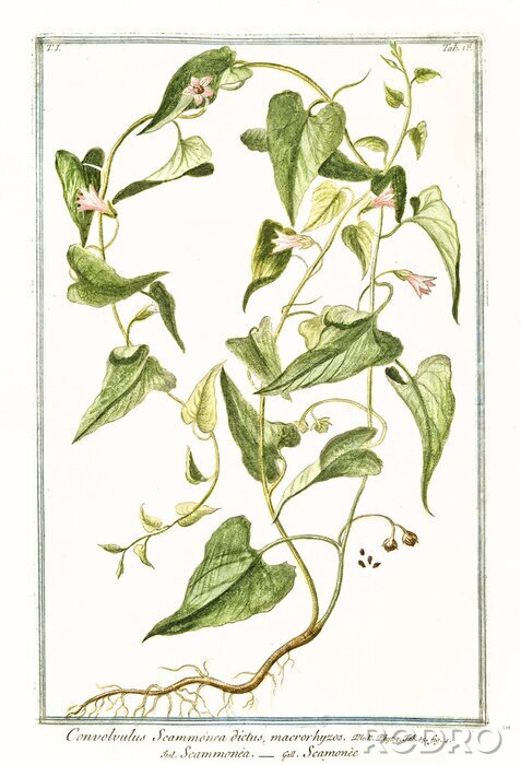 Bild Charakter des blühenden Faszikels