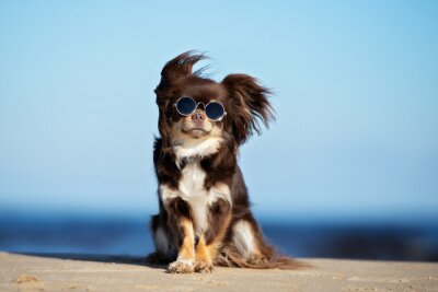 Bild Chihuahua mit Brille