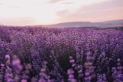 Bild Close up lavender flowers in beautiful field at sunset.