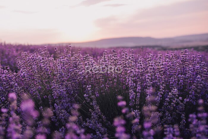 Bild Close up lavender flowers in beautiful field at sunset.