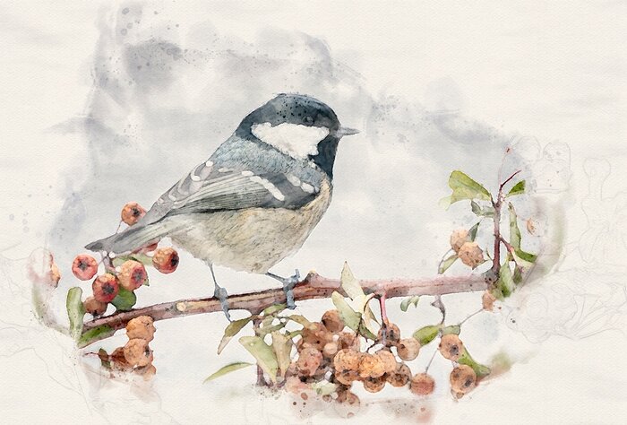 Bild Coal tit ( Periparus ater ) close up- waterpaint image