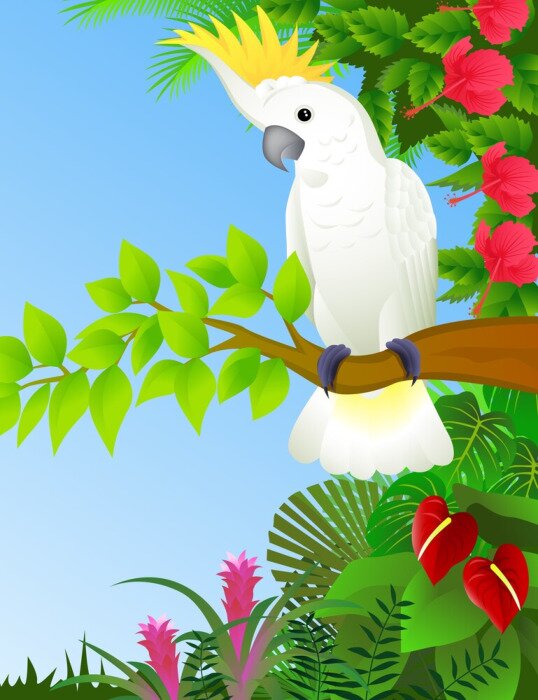 Bild Cockatoo in den tropischen Regenwald