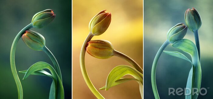 Bild Collage mit Tulpen