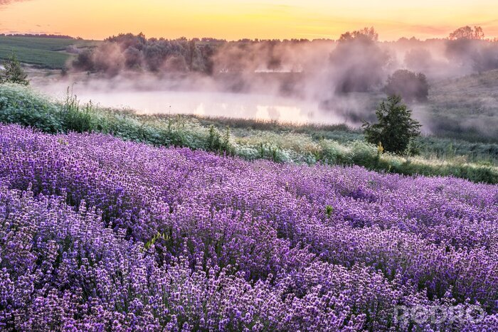 Bild Colorful flowering lavandula or lavender field in the dawn light.