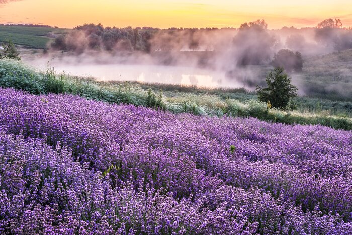 Bild Colorful flowering lavandula or lavender field in the dawn light.