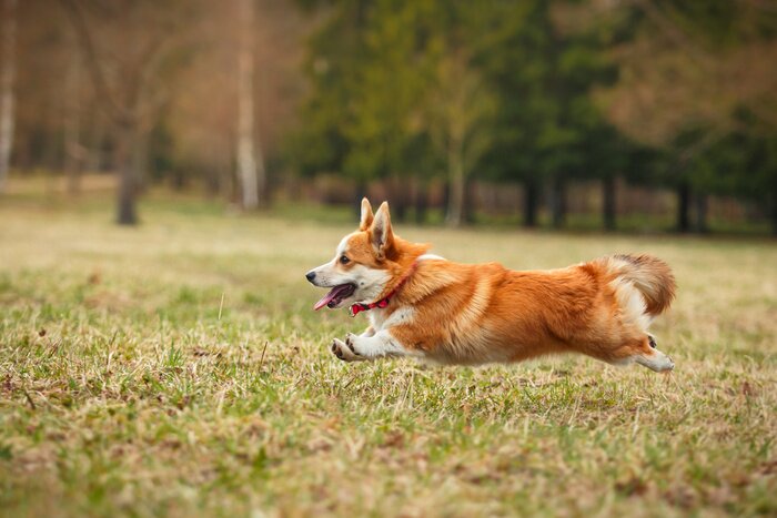 Bild Corgi im Park laufend