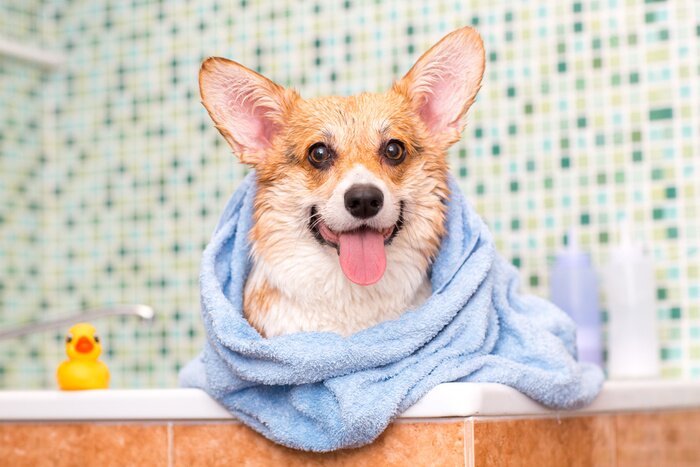 Bild Corgi nach dem Baden
