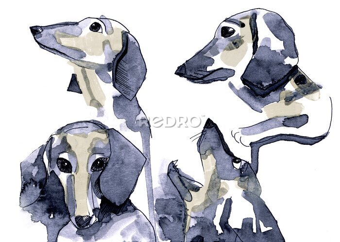 Bild Dackel mit Aquarellfarben gemalt auf weißem Hintergrund