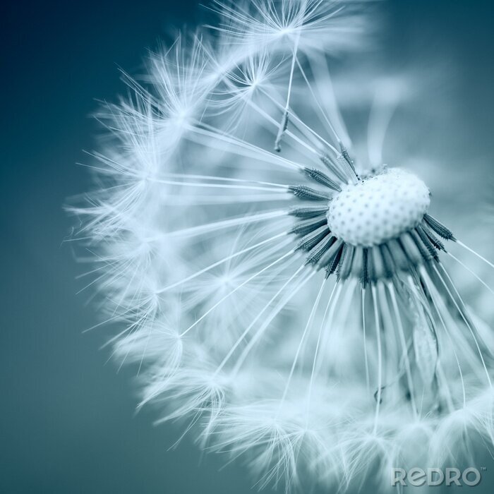 Bild Dandelion