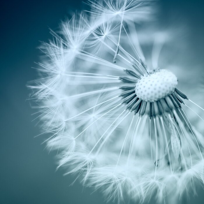 Bild Dandelion
