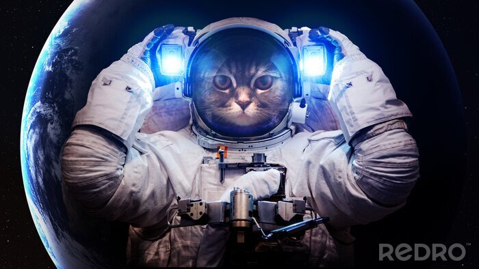 Bild Das Motiv des Kosmos und die Katze als Astronaut