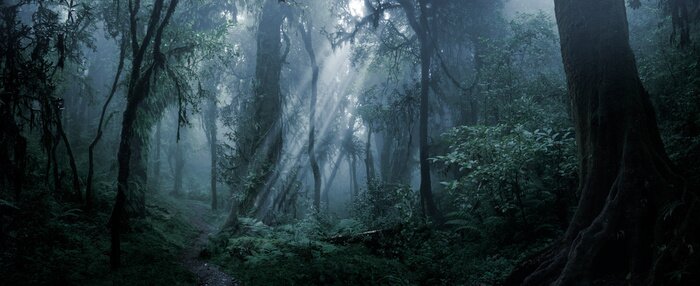 Bild Deep tropical forest in darkness