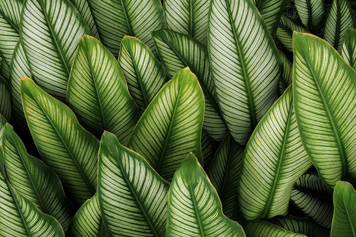 Bild Dekorative Blätter von Calathea