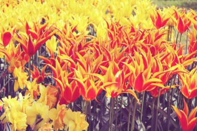 Dekorative Tulpen in zwei Farben