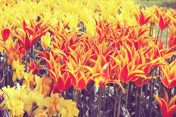 Bild Dekorative Tulpen in zwei Farben