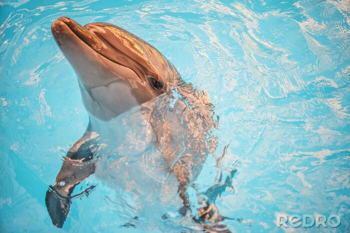 Bild Delfin im azurblauen Wasser