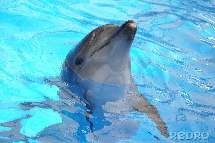 Bild Delfin im blauen Wasser