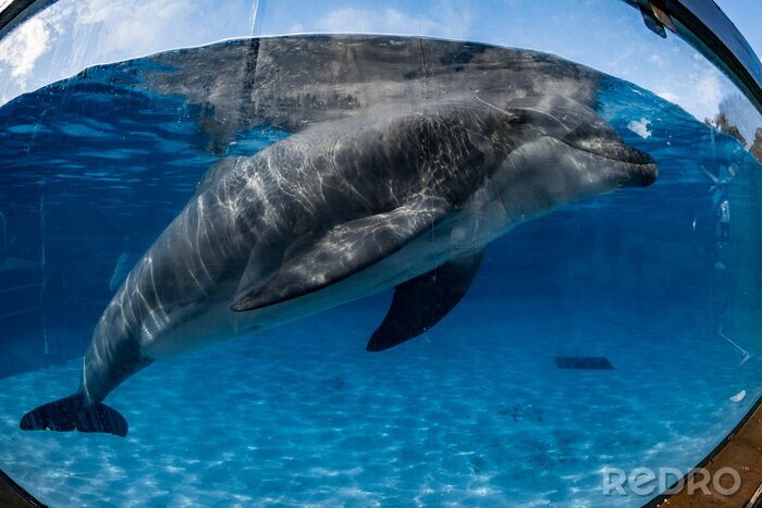 Bild Delfin im Ozeanarium
