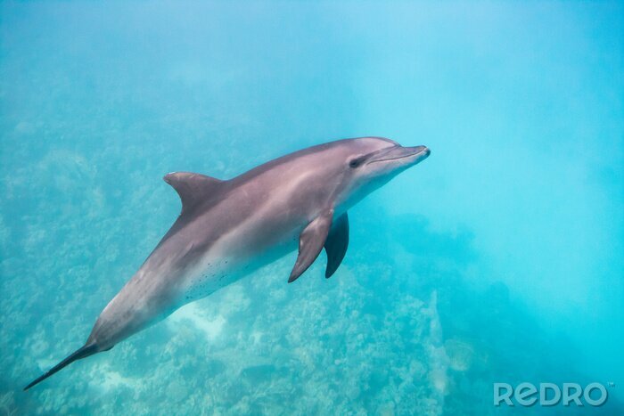 Bild Delfin im ozeanischen Wasser