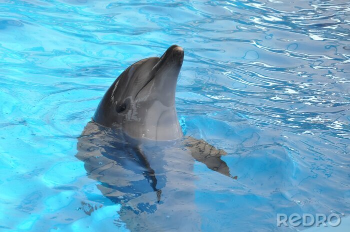 Bild Delfin im Pool