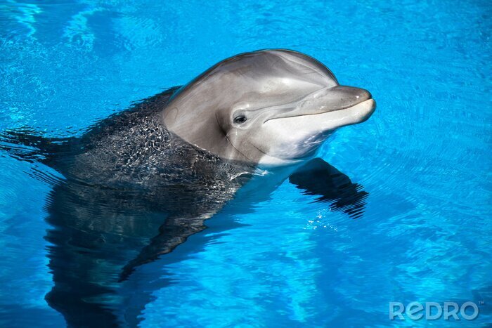 Bild Delfin mit Kopf über Wasser