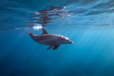 Bild Delfin unter Wasser